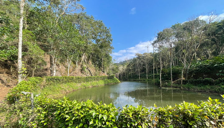 Natural Pond2